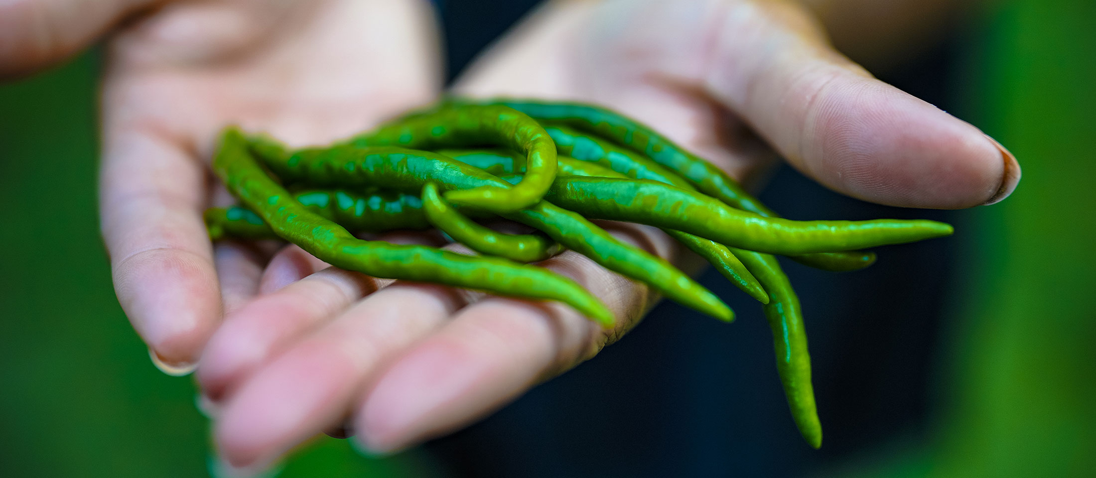 Manos sosteniendo judías verdes recién cultivadas.